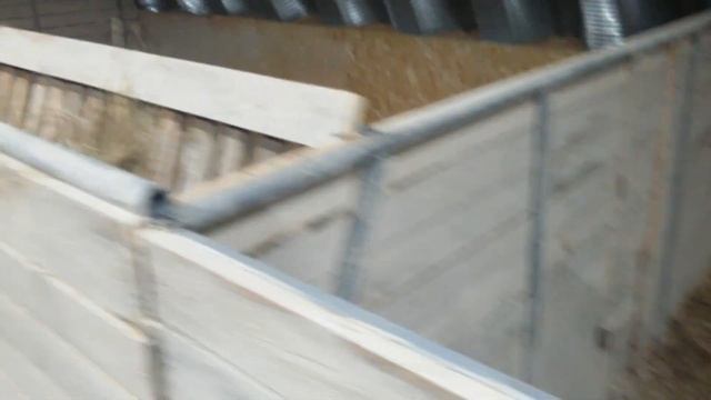 Овцы переехали в новенькую овчарню смотреть онлайн