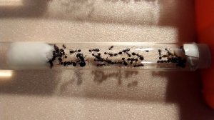 Подселение матки к безматочной колонии жнецов #1