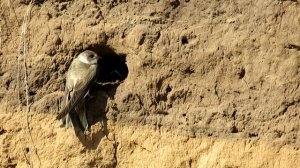 Береговые ласточки - Riparia riparia