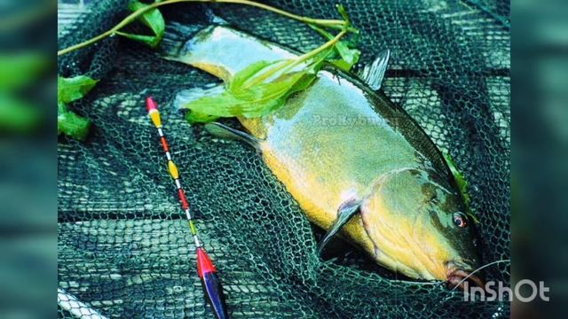 Как ловить линя на поплавочную удочку. Где и в каком месте? смотреть онлайн