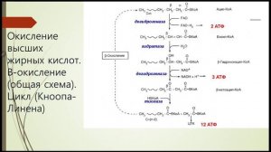 Обмен липидов. Окисление липидов.