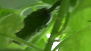 Как вырастить огурцы или огород на подоконнике