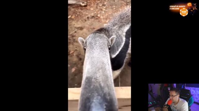 Ликс про нос Эвелона смотреть онлайн