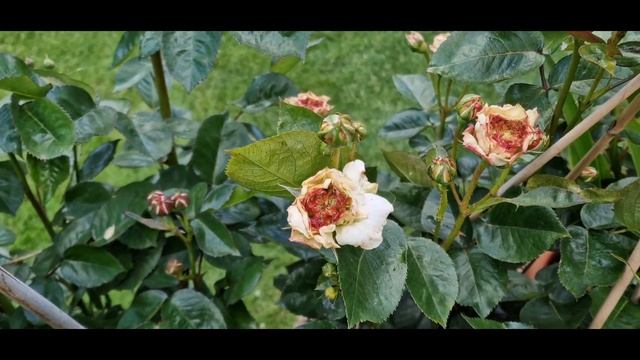 Фантастическая #rosemanticcream #РоземантикКрем #saumityl самая необычная среди ароматных роз. смотреть онлайн