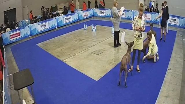 Евразия-3. Ксоло стандарт. 2017год смотреть онлайн