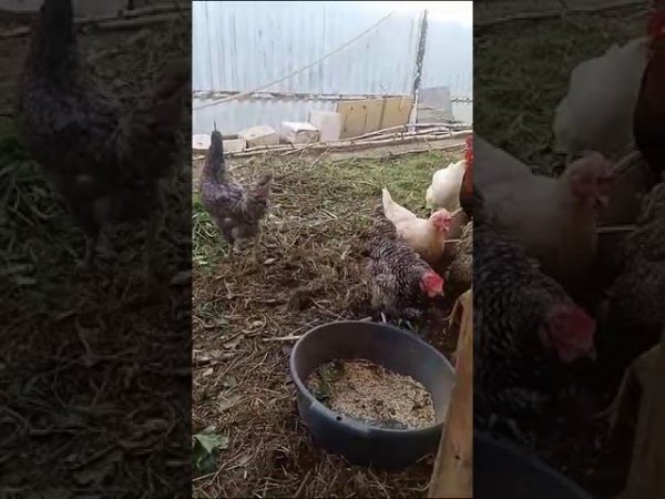 Голуби Ломова Голуби в Новгороде, прибились к курицам. Может Саша увидит
