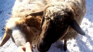 Овцы в - 30 без сарая #содержаниеовецзимой