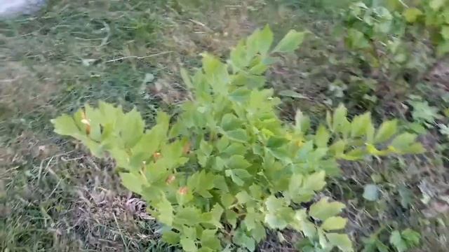 Любисток Лекарственный - Полезные Свойства смотреть онлайн