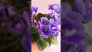 Honey Blue Angel мини фиалка