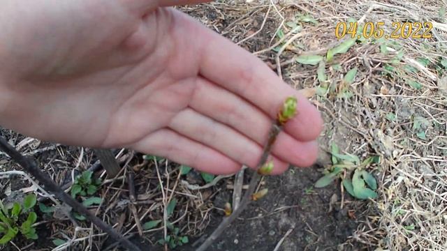 Колоновидная черешня Хелена. Выращивание колоновидных деревьев в Челябинске смотреть онлайн