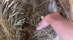 Гнездо дикого перепела с полноценной кладкой в вольере!