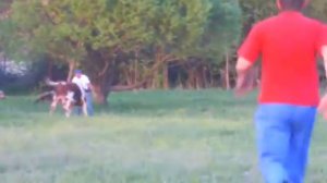 Коррида по русски! Прикол