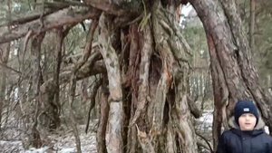 Как выглядит корень дерева.Как растут корни у сосны.Как растут корни у дерева.