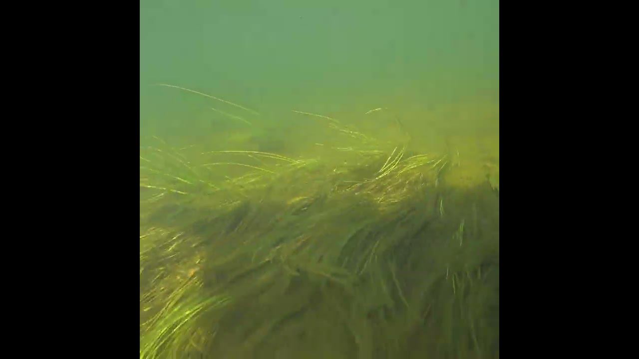 Плыву с велосипедом на SUP Board #shorts смотреть онлайн