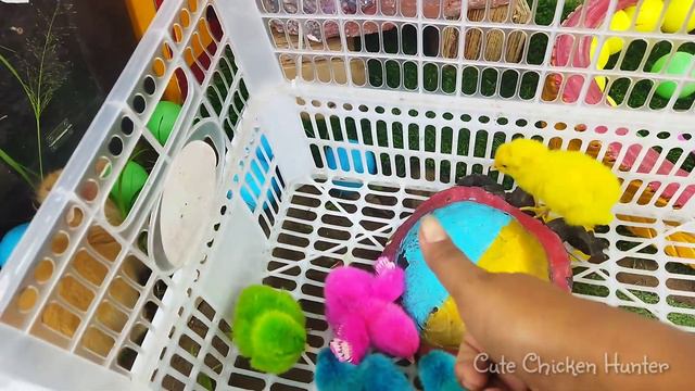 World Cute Chickens, Colorful Chickens, Rainbows Chickens, Cute Ducks, Cat, Rabbits, Cute Animals