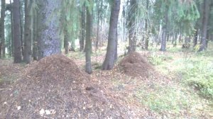 Прогулка по СЕРТОЛОВО.Ленинградская область.Всеволожский район.18 октября 2020