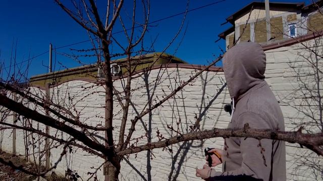 Обрезка абрикоса весной на урожай, формирование кроны абрикоса с отгибанием ветвей смотреть онлайн