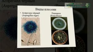 Презентация на тему Плесень: вред и польза.