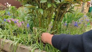 Стрижка МУСКАРИ после цветения