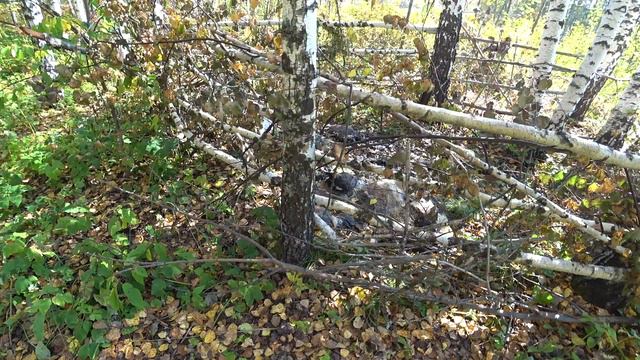 Ловушка для медведя смотреть онлайн