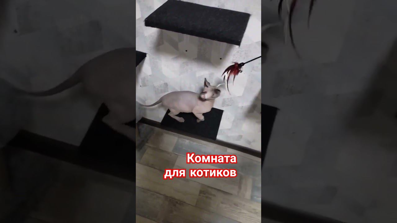 Комната для котят, обустройство#котята#cats#котодром