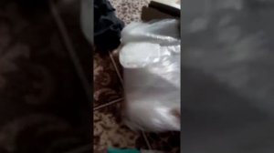 Распаковка материнской платы gigabite ga-h55m-s2