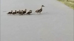 Утятки упорно бегут за мамочкой🦆