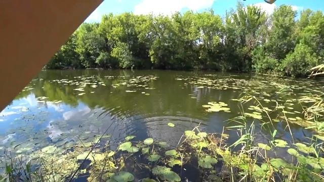 САЗАН НА ПОПЛАВОК!!!! Крупный карась, плотва в кувшинках   рыбалка на заросшей речке