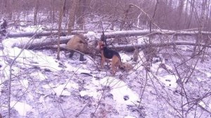 Охота с лайкой на енотовидную собаку.