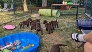 Mayfieldgarden Nr. 2441 Die Labradorwelpen hören den Nachbarshund bellen. Finden sie nicht schön