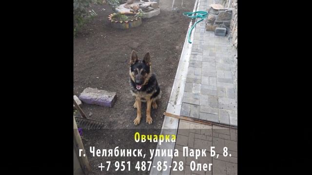 Пропала собака! Овчарка. г. Челябинск смотреть онлайн
