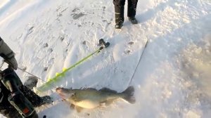 Самый Большой Судак в России...