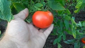 Урожайные сорта томатов 4-я часть. Пинк Леди F1.