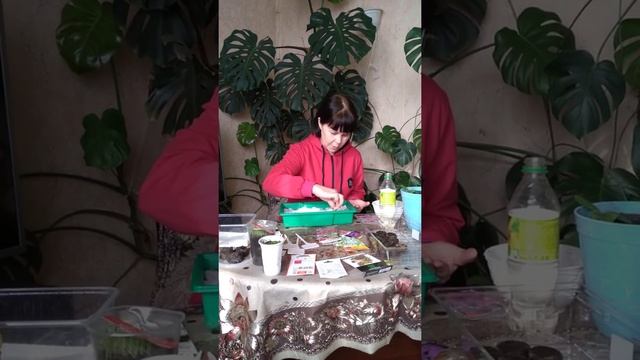 #ампельная петуния #дач #сад #огород смотреть онлайн