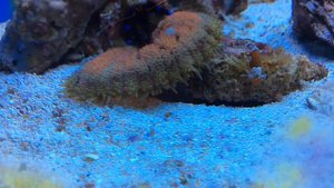 Рак отшельник пристает к актинии.