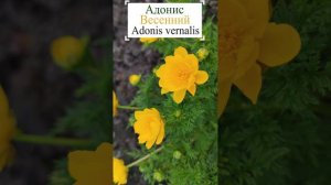 Один из ранних цветов Адонис весенний.