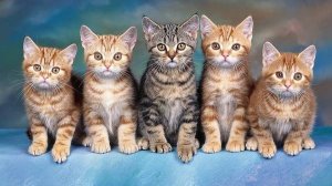 453 Валерий Ковтун - Libertango