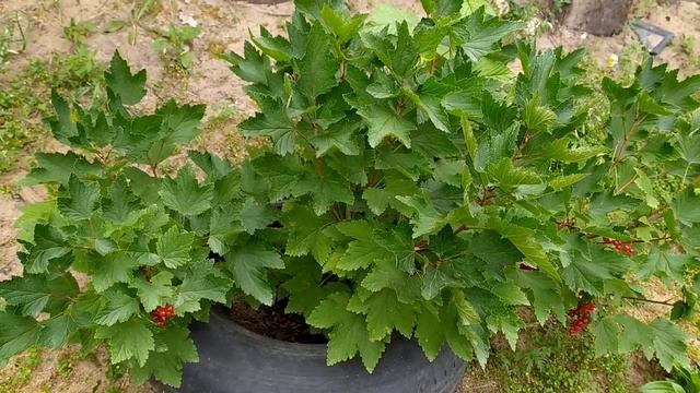 Красная смородина Натали. смотреть онлайн