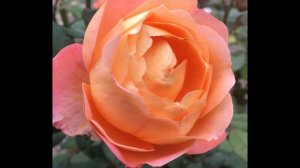 Роза Lady Emma Hamilton- роза Леди Эмма Гамильтон