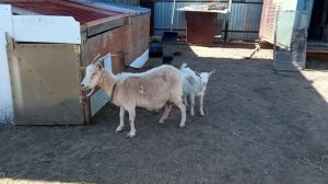 В гостях у Володи Райденко т.хозяина 8(937)6498610, с.Красносамарское, Самарская обл, Олег Костяков