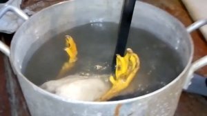 Как щипать гусей