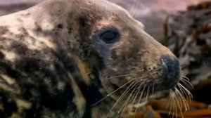 Серый тюлень Салли