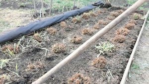 Убираю черный укрывной материал и пересаживаю землянику садовую