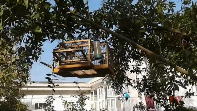 Щегол и черно белая Синица смотреть онлайн