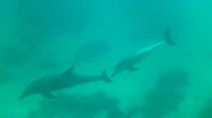 Дельфины Красного моря в брачный период