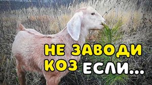 НЕ СТОИТ ЗАВОДИТЬ КОЗУ В СВОЕ ХОЗЯЙСТВО ЕСЛИ ТЫ ЭТОГО НЕ ЗНАЕШЬ
