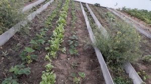 🌻🌻🌻ЧЕСНОК В КЛУБНИКЕ ПРОТИВ МУРАВЬЕВ🌻🌻🌻