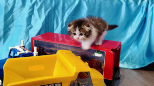 Маленький котенок играет с детским грузовиком и самосвалом.