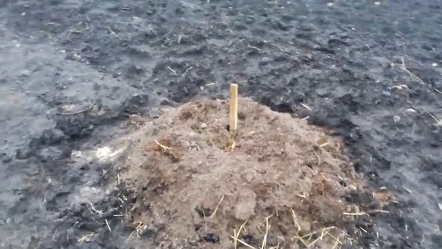 Лесной грунт для фундука как микоризация...#АртемСад! смотреть онлайн