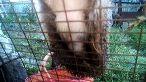 Ёжики лазят на деревья/Необычные факты о ёжиках/Где можно встретить ежа